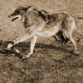 The Impact of Nonprofit Organizations in Nashville, Tennessee on Animal Welfare and Conservation